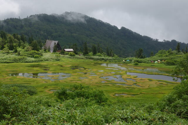 夏の湿原