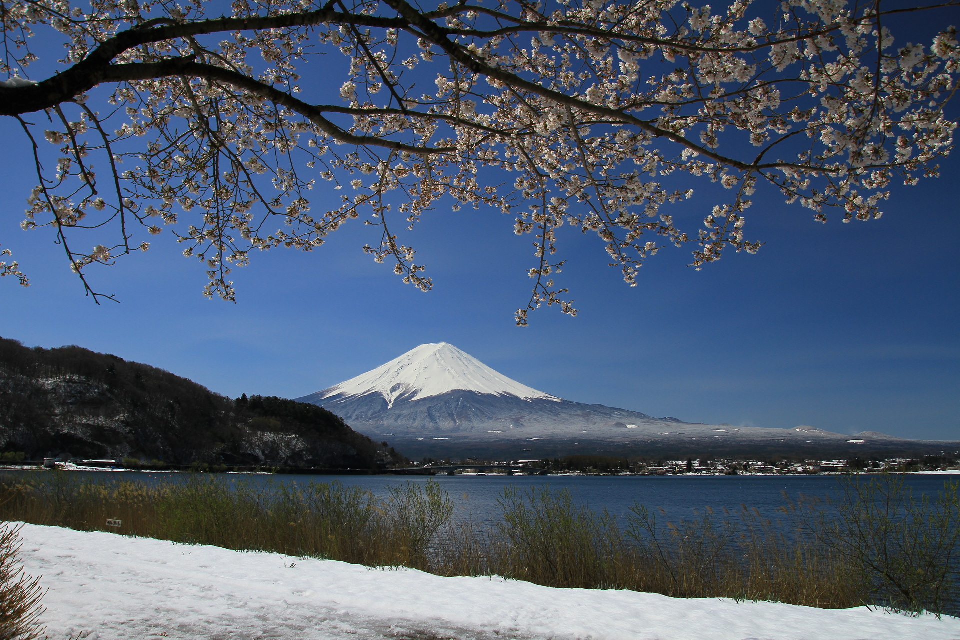 日本の風景 桜と雪と富士山 壁紙19x1280 壁紙館