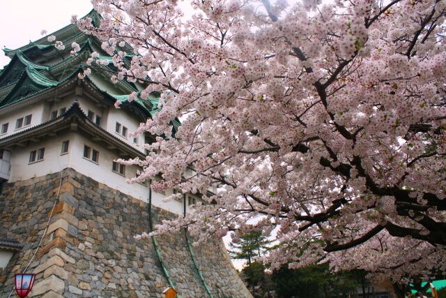 桜の名古屋城