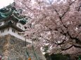 桜の名古屋城