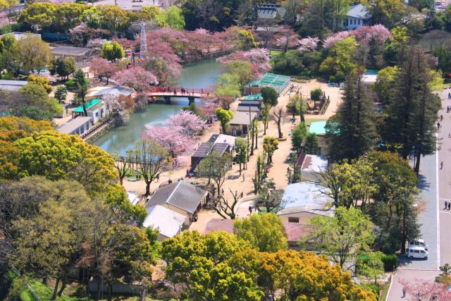 桜の姫路城