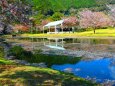 桜の下北山村