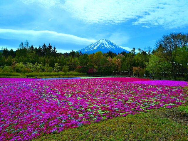 本栖湖芝桜と富士山