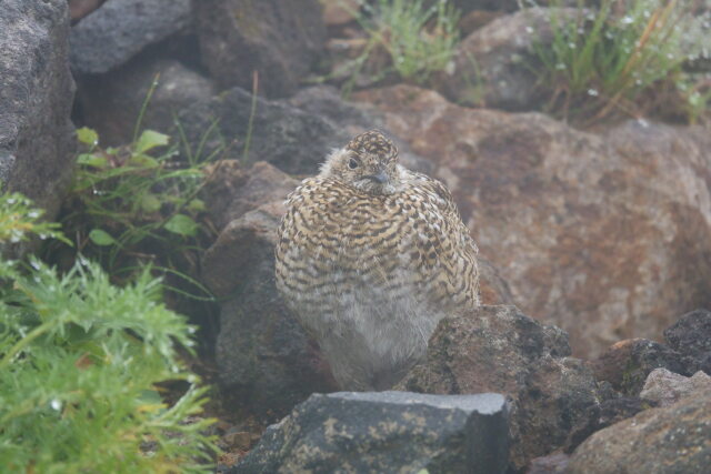 継子岳のチビ雷鳥4