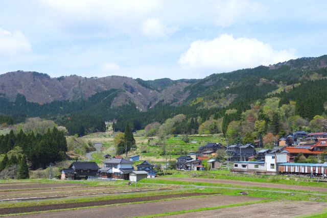 山里 新緑