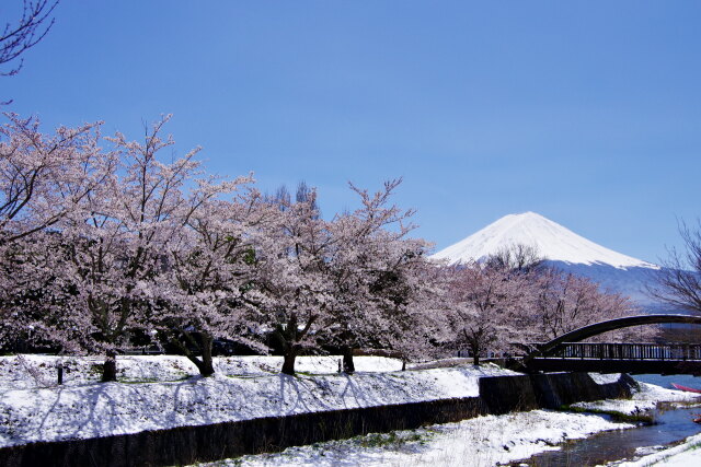 桜並木と富士山