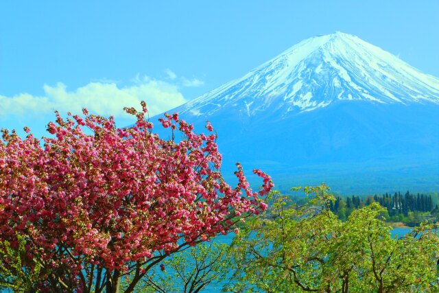 桜と新緑と富士山