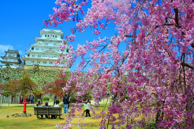 桜の姫路城