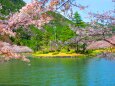 桜の下北山村