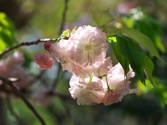 普賢象桜