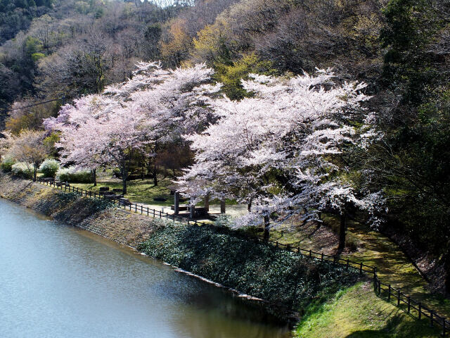 小渕ダムの桜