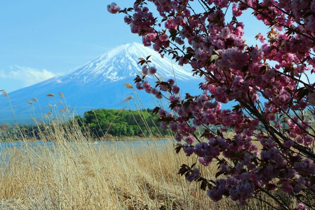 桜と富士山