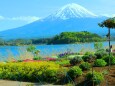 お花畑と富士山