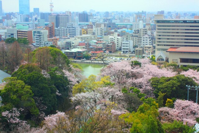 桜の名古屋城