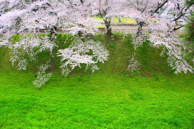 桜の名古屋城