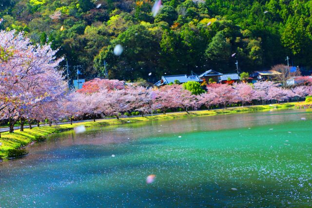 桜吹雪