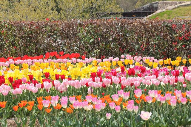 まんのう公園のチューリップ