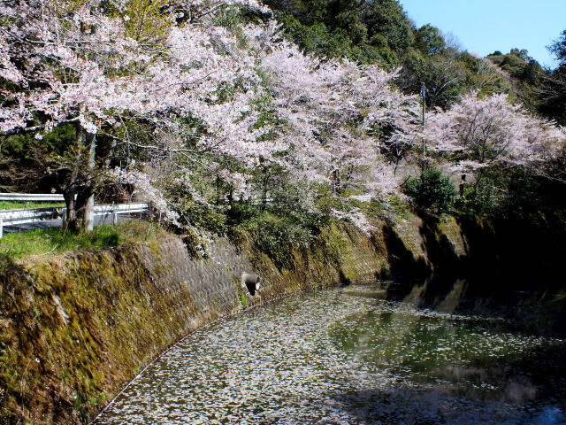 小萱の桜