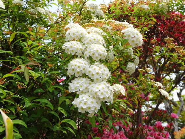 清楚に咲いている春の花