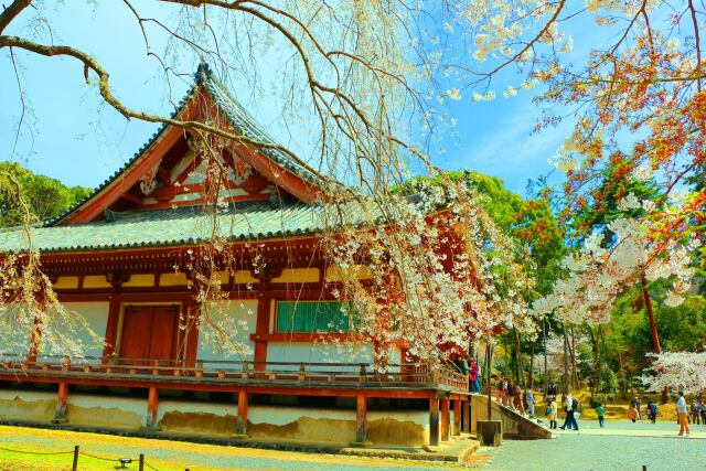 桜の醍醐寺