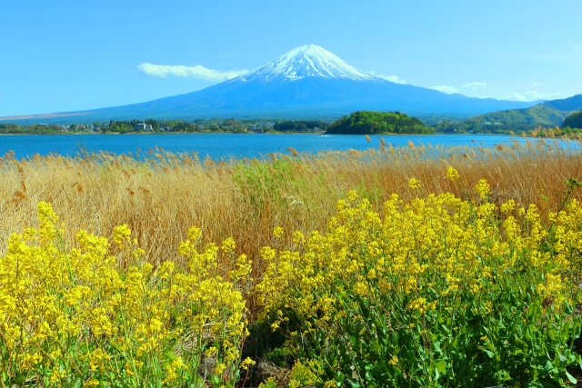 お花畑と富士山