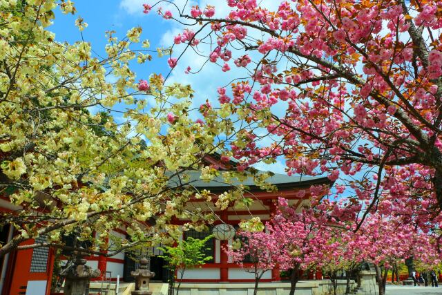 桜の鞍馬