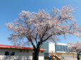 東明小学校の桜