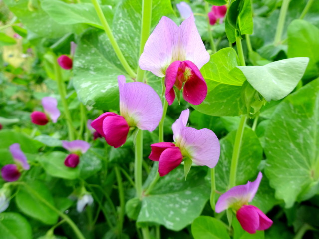 エンドウ豆の花