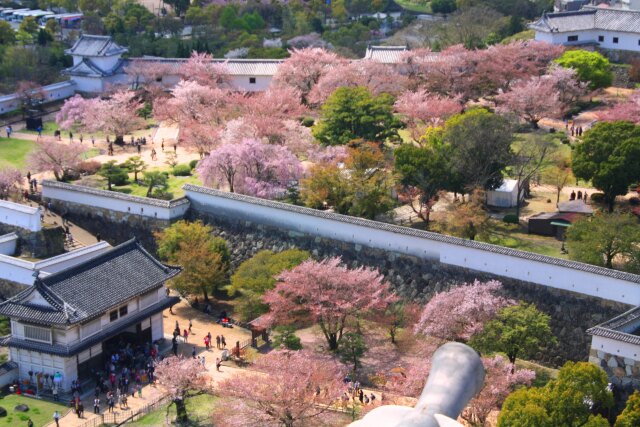 桜の姫路城