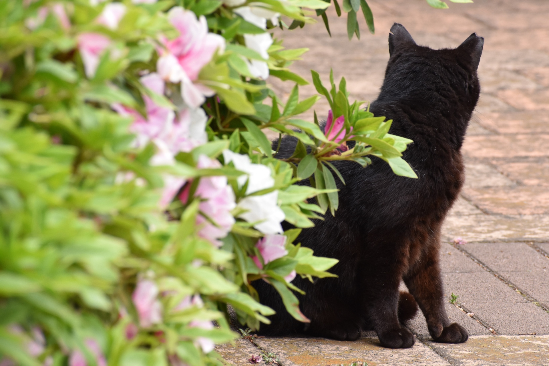 動物 猫 ツツジと黒猫 壁紙19x1280 壁紙館