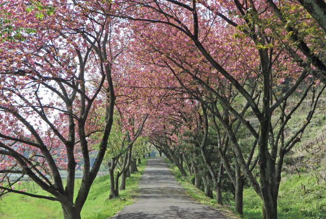 桜 サクラ27 八重桜の道