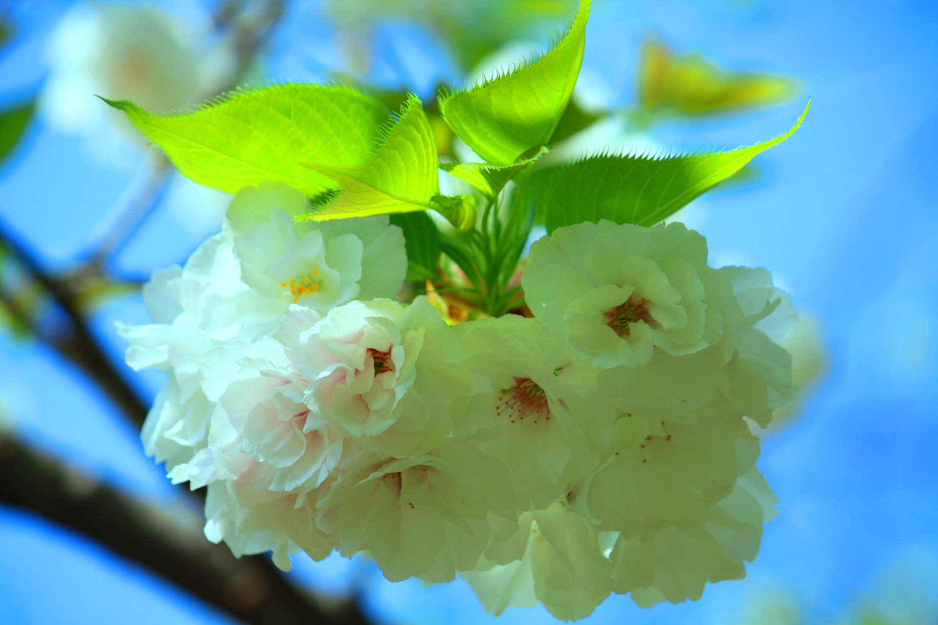 花 植物 春の花 壁紙19x1280 壁紙館