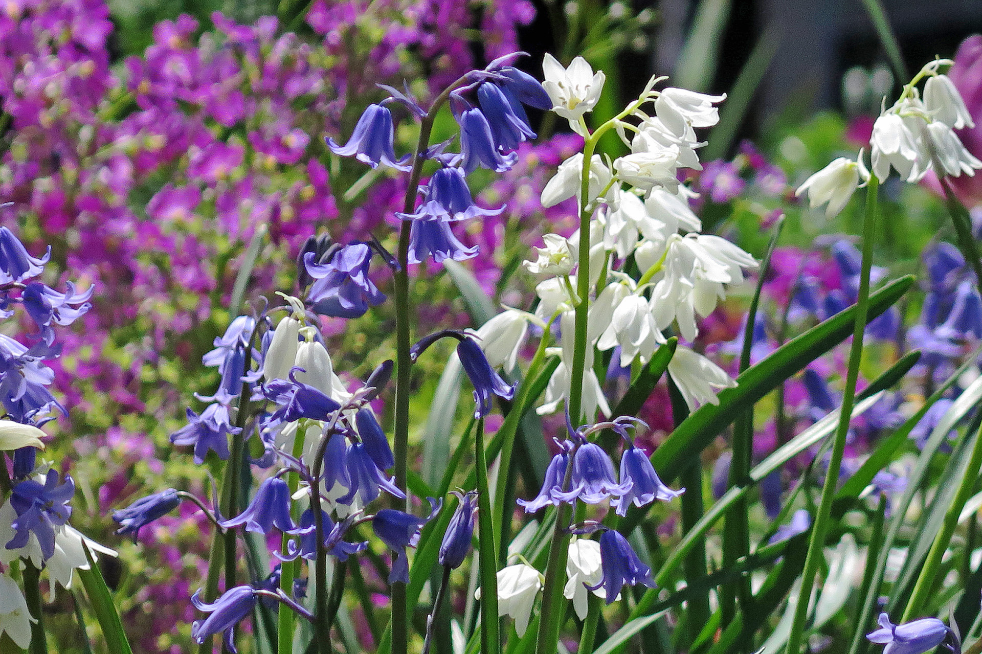 花 植物 ツリガネスイセン 壁紙19x1279 壁紙館