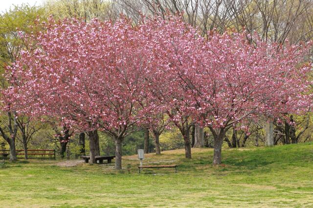 八重桜