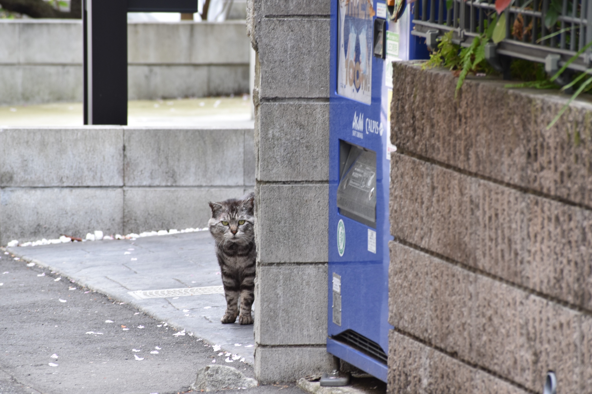 動物 猫 様子を窺う猫 壁紙19x1280 壁紙館