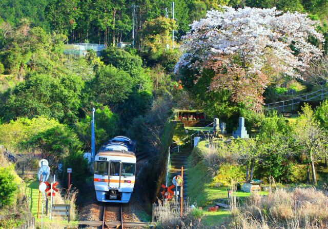 桜と紀勢本線