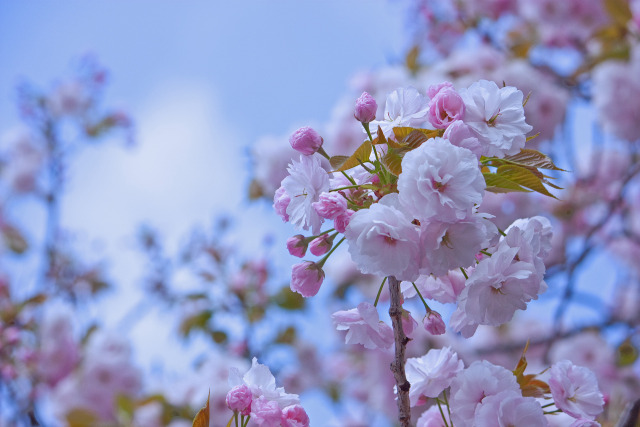 八重の桜