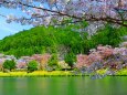 桜の下北山村