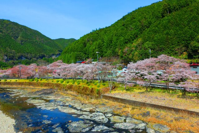 桜の下北山村