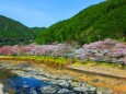 桜の下北山村