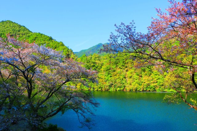 ダム湖に映える桜