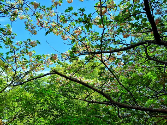 桜と青紅葉