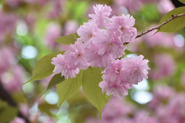 八重桜