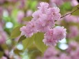 八重桜