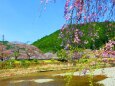 桜の下北山村