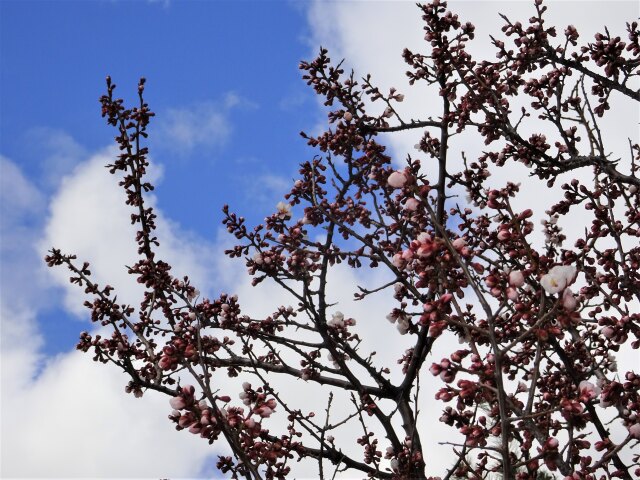 梅は1分咲き、桜は未だです