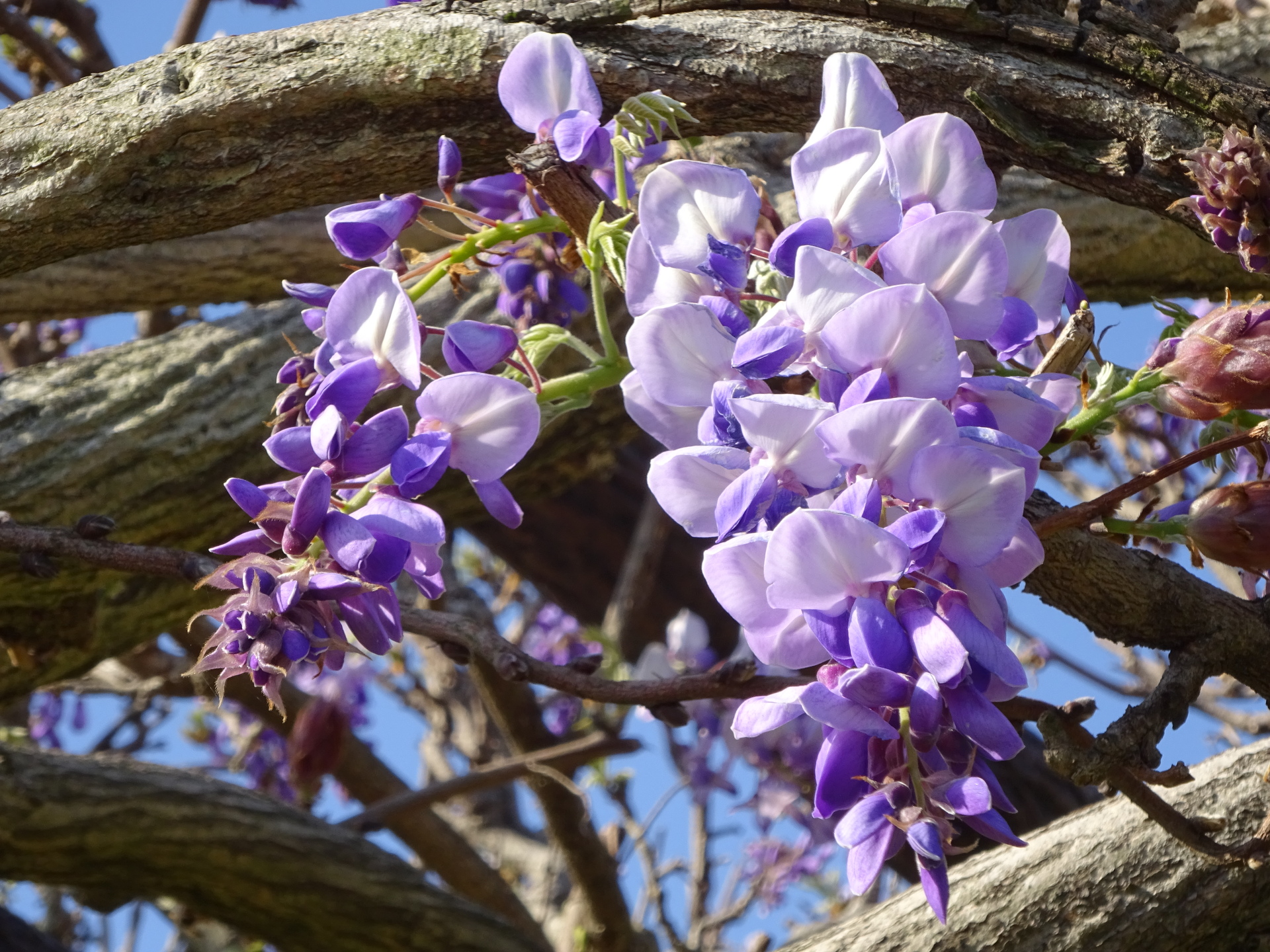 花 植物 かわいい藤の花 壁紙19x1440 壁紙館