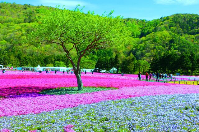 本栖湖芝桜