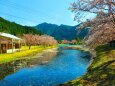 桜の下北山村