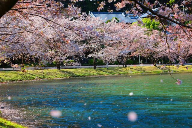 花吹雪